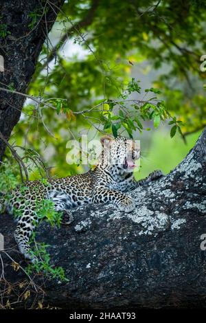 Leopardo (Panthera Pardus) femmina in un ebano africano o jackal-berry (Diospyros mespiliformis) albero. Sudafrica. Foto Stock