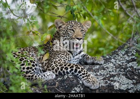 Leopardo (Panthera Pardus) femmina in un ebano africano o jackal-berry (Diospyros mespiliformis) albero. Sudafrica. Foto Stock