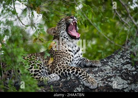 Leopardo (Panthera Pardus) femmina che sbava in un albero di ebano africano o acero (Diospyros mespiliformis). Parco Nazionale di Kruger. Mpumalanga. AF sud Foto Stock