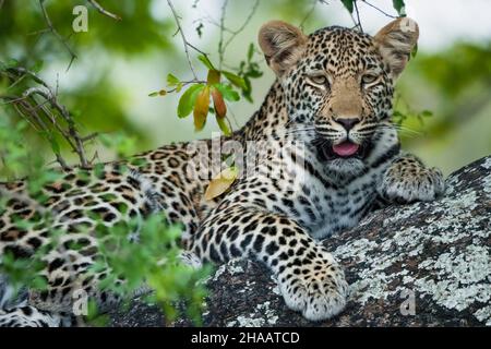 Leopardo (Panthera Pardus) femmina in un ebano africano o jackal-berry (Diospyros mespiliformis) albero. Sudafrica. Foto Stock