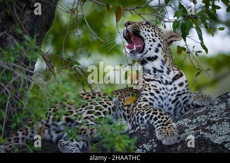 Leopardo (Panthera Pardus) femmina che sbava in un albero di ebano africano o acero (Diospyros mespiliformis). Parco Nazionale di Kruger. Mpumalanga. AF sud Foto Stock