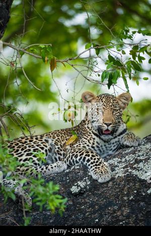 Leopardo (Panthera Pardus) femmina in un ebano africano o jackal-berry (Diospyros mespiliformis) albero. Sudafrica. Foto Stock