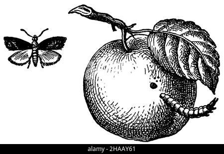 Cidia pomonella, SYN.: Carpocapsa pomonella, Laspeyresia pomonella, anonima (libro di scuola, 1919), Apfelwickler Foto Stock