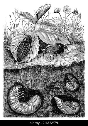 Cockchafer, melolontha melolontha, anonima (libro zoologico, 1889), Seepolyp Foto Stock
