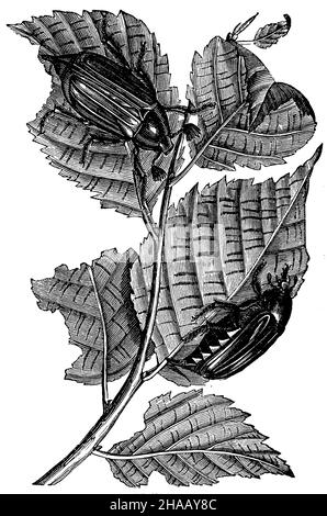 Cockchafer, melolontha melolontha, anonym (libro zoologico, 1877), Maikäfer. Natürliche Größe. (Oben Männchen, unten Weibchen) Foto Stock