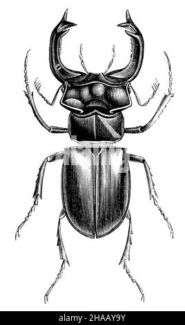 Coleottero europeo, Lucanus cervicus, (libro zoologico, 1876), Hirschkäfer Foto Stock