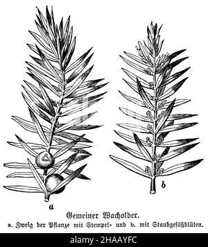 Juniper comune, Juniperus communis, Wacholder (, ), Wacholder, Heide- a. Zweig der Pflanze mit Stempel- und b. mit Staubgefäßblüten Foto Stock