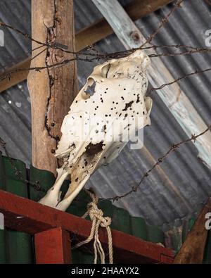 Cranio di vacca riempito con buchi appesi da filo spinato su un palo interno Foto Stock