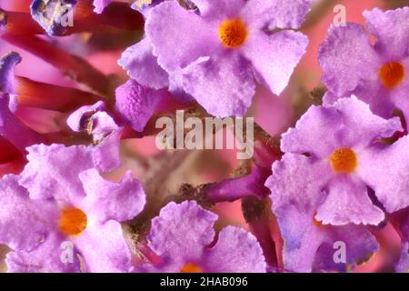 Macro vista di Butterfly Bush (Buddleja davidii) infiorescenza Foto Stock