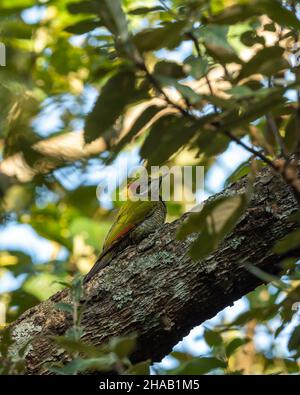 Minore yellownape o Picus chlorophus un uccello del picchio ai piedi di himalaya alla riserva della foresta uttarakhand india Foto Stock