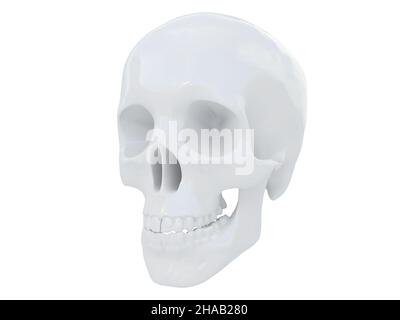 Una rappresentazione 3D di un cranio bianco su sfondo bianco Foto Stock