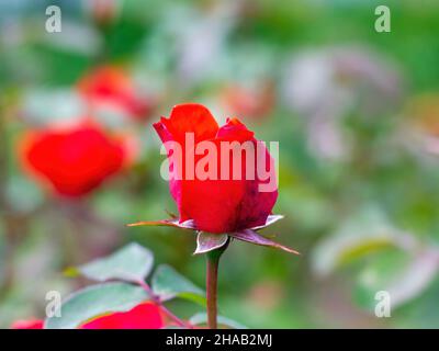 le rose crescono nel giardino Foto Stock