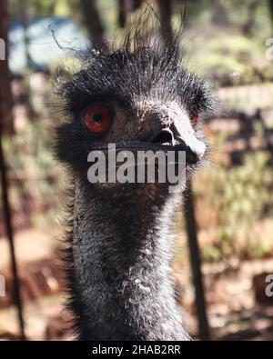 Primo piano di un'UEM australiana - Capo dell'UEM Foto Stock