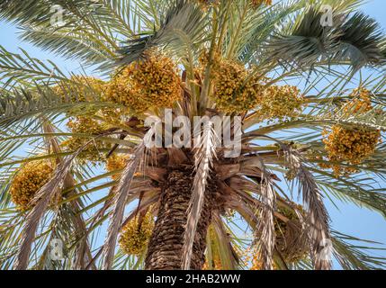 Phoenix dactylifera, comunemente noto come frutta da data che cresce in grumi in una palma datteri Foto Stock