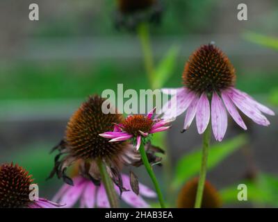 i fiori hanno versato i loro petali nel giardino Foto Stock
