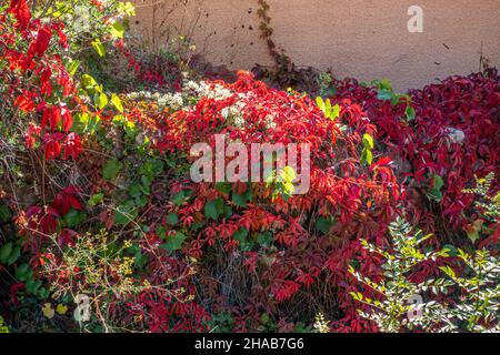 Edera rossa americana che cresce su un muro in Francia Foto Stock