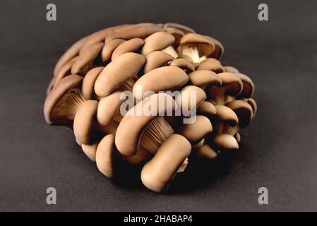 Funghi di ostrica naturale commestibili, su sfondo nero, funghi per la cottura e sottaceti, primo piano e spazio di copia, fuoco selettivo Foto Stock