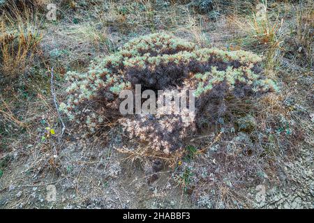 Astracantha aitosensis sopra la città di Aytos, Bulgaria Foto Stock