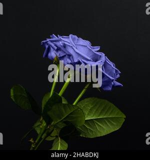 Morbido bouquet di rose viola isolato su sfondo scuro. Banner per il giorno di San Valentino, il giorno Internazionale delle Donne o il giorno delle madri. Banner alla moda con 2022 Foto Stock