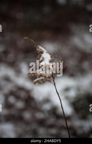 Primo piano di un pla innevato Foto Stock