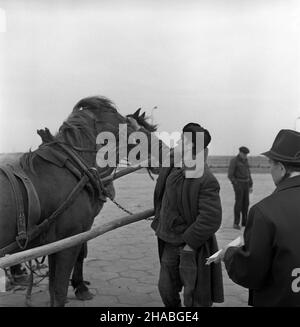 Warszawa, 1969-10-01. Konie na targu ¿ywnoœci w Warszawie. NZ. koñ zaprzêgniêty do wozu. mb PAP/Boles³aw Miedza Dok³adny dzieñ wydarzenia nieustalony. Varsavia, 1 ottobre 1969. Cavalli in un mercato alimentare a Varsavia. Nella foto: Cavalli attaccati ad un carrello. mb PAP/Boleslaw Miedza Foto Stock