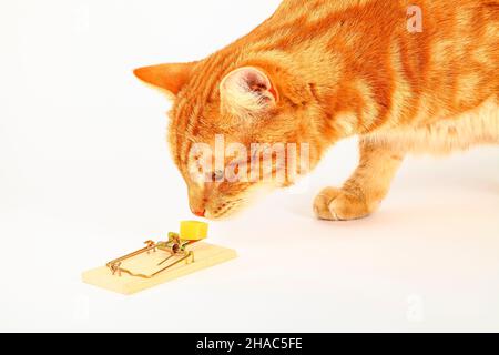 Un curioso e curioso gatto zenzero controlla un pezzo di formaggio su un mousetrap esca Foto Stock