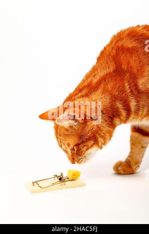 Un curioso e curioso gatto zenzero controlla un pezzo di formaggio su un mousetrap esca Foto Stock