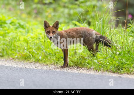 Volpe rossa europea (Vulpes vulpes), a bordo strada, ALERT, bassa Sassonia, Germania Foto Stock