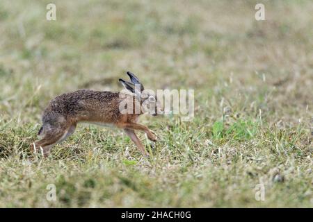 Lepre europea (Lepus europaeus), che attraversa il campo sotto la pioggia, bassa Sassonia, Germania Foto Stock