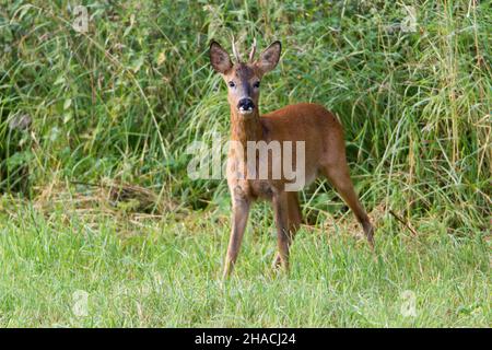 Capriolo, (Capreolus capreolus), allerta buck, in piedi nel prato, bassa Sassonia, Germania Foto Stock