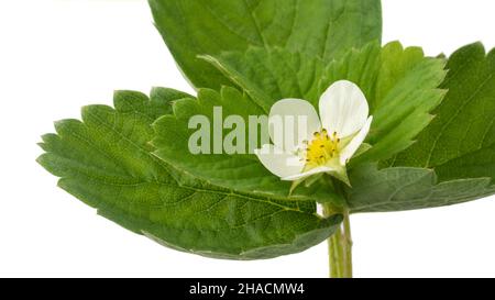 fiore di fragola con foglie, primo piano vista isolato su sfondo bianco Foto Stock