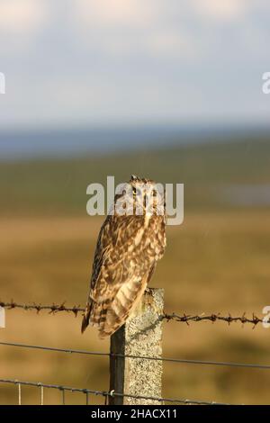 I gufi dalle orecchie corte sono visti frequentemente sui pali di recinzione durante la stagione di riproduzione su Uist del nord che è una specie diurna. Foto Stock