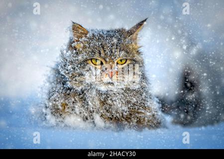 Coperto di gatto neve. Gatto che cammina nella neve in inverno Foto Stock