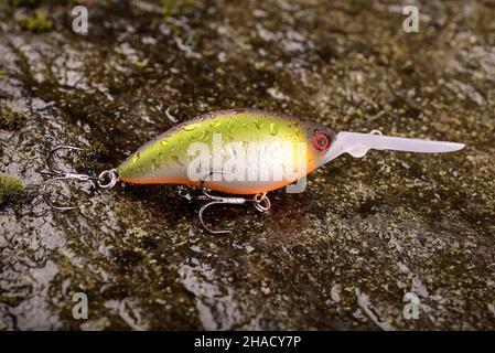 Pesca Lure Wobbler su una pietra bagnata con muschio Foto Stock