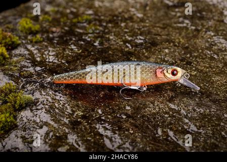 Pesca Lure Wobbler su una pietra bagnata con muschio Foto Stock