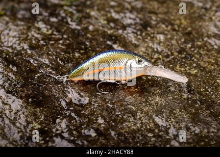 Pesca Lure Wobbler su una pietra bagnata con muschio Foto Stock