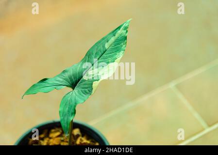 Closeup a Syngonium Aurea variegata nel vaso Foto Stock