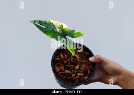 Closeup a Syngonium Aurea variegata nel vaso Foto Stock