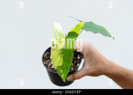 Closeup a Syngonium Aurea variegata nel vaso Foto Stock