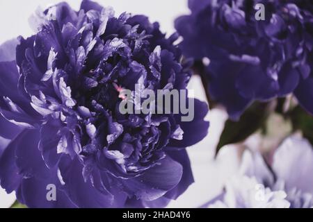 Bella viola blu peonie primo piano, colore di tendenza molto peri . Messa a fuoco selettiva soft Foto Stock