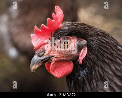 Una macro di un bel ritratto di pollo Koenigsberg Foto Stock