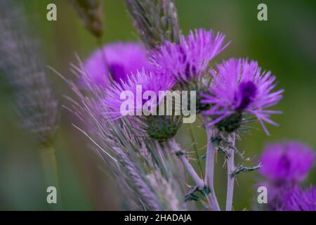 Perfetto thistle viola da vicino. Fotografato a Creta, Grecia in aprile Foto Stock