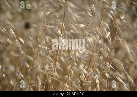 Erba gialla asciutta in campo d'autunno. Croazia natura autunno Paesaggio sfondo. Spighe di erba gialla asciutta, erba marrone dorata asciutta.il avena selvaggia comune Foto Stock