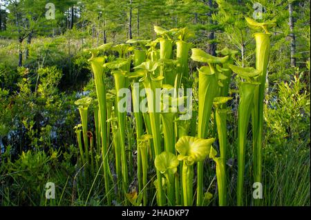 Pianta gialla carnivora della caraffa (Sarracenia flava ssp. Flava), USA Foto Stock