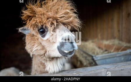 lama, (lama glama), testa e viso. Foto Stock