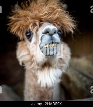 lama, (lama glama), testa e viso. Foto Stock