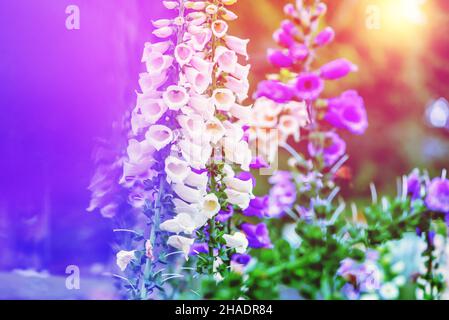 sfondo bianco e viola di colorati fiori di foxglove Foto Stock