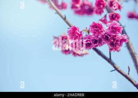 Sfondo natura fiore San Valentino. Sfondo rosa ciliegia fiore a bello in primavera a Chiang mai in Thailandia. Prunus cerasoides Foto Stock