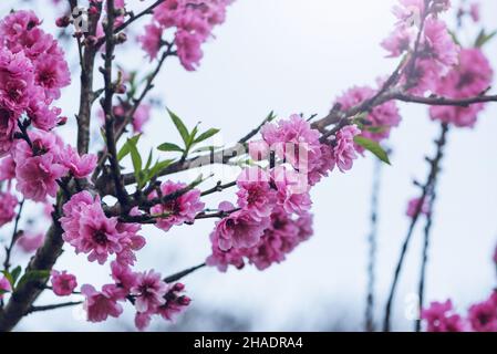 Sfondo natura fiore San Valentino. Sfondo rosa ciliegia fiore a bello in primavera a Chiang mai in Thailandia. Prunus cerasoides Foto Stock