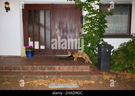 European Red Fox, (Vulpes vulpes), all'ingresso della casa, con vaso di piante sul collo, alla ricerca di cibo, di notte, bassa Sassonia, Germania Foto Stock